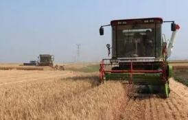 我国收获小麦超过1.2亿亩 主产区进度已过四成