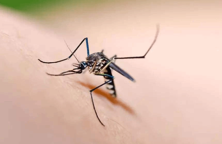 哪些人容易被蚊子“盯”上？如何有效防蚊