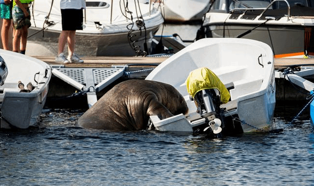 挪威喜欢晒日光浴的网红海象 因此原因被安乐死