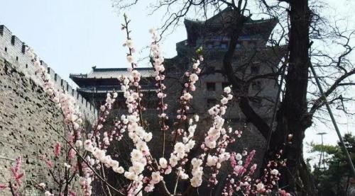 赏花正当时 北京发布10条赏花主题游线路