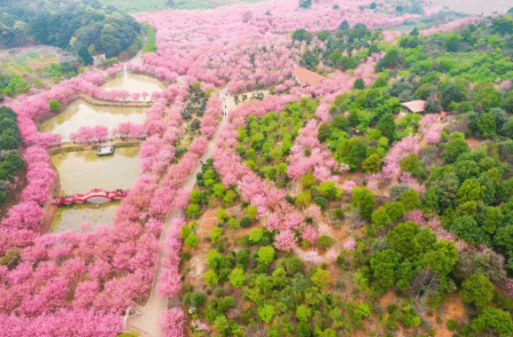 中国哪里的樱花最好看？快收下这份赏樱地图