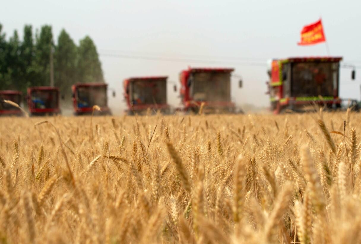 全国小麦陆续进入集中收获期