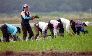 江苏农民赶农时抢插秧苗