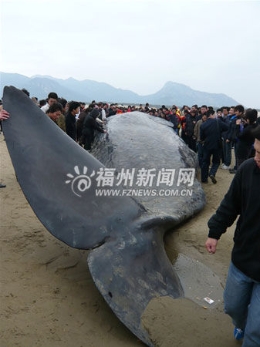 长16米重20吨巨鲸搁浅福建海滩(组图)