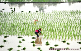 川西平原：农户忙插秧