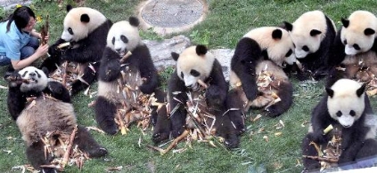 “奥运熊猫”今日与游客见面