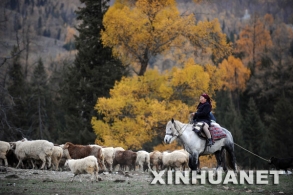 深秋喀纳斯湖光山色别样风情 景色醉人 [组图]