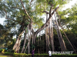 叹为观止!70米高千年“榕树王”有32个根立于地面
