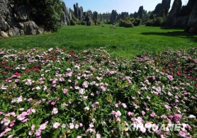 石林春来早：麦苗吐绿 鲜花盛开 [组图]