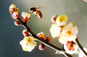 苏州梅花飘香引蜂来 [组图]