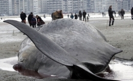 13米长抹香鲸在比利时海滩搁浅而亡(高清组图)