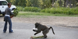 南非狒狒公然“打劫”蔬菜