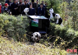 首只雌性大熊猫“张想”放归自然