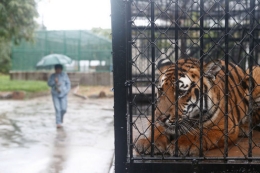 上海动物园一饲养员被华南虎咬死