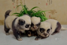 江苏盐城现“熊猫狗”