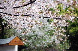 凯风印象：樱花雨 不去日本也浪漫