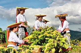 凯风印象：瑶家盛开金银花