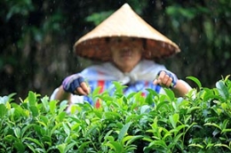 广西瑶民冒雨采收“立秋茶”