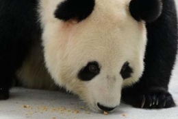 大熊猫啃“月饼”过中秋