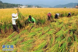 袁隆平超级稻平均亩产1026公斤 可供一人吃两年半