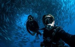 澳夫妇潜水遇鱼群 镜头记录震撼景象