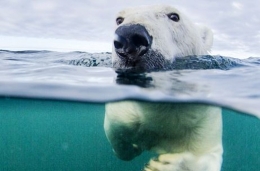 冰川融化 北极熊被迫学习长距离游泳
