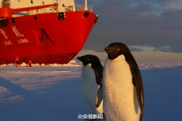 雪龙号科考船在南极卸货引企鹅围观