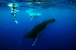 英国摄影师带3名孩子与40吨重鲸鱼同游