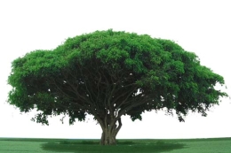 植树节——盘点树木的世界之最