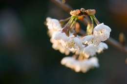 印象·樱桃花开春满蹊