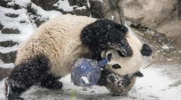 北京入冬 大熊猫雪里打滚萌翻众人