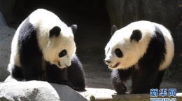 全世界都爱大熊猫