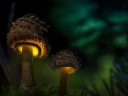 小小菌菇的奇妙世界