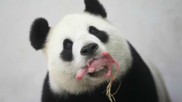 中国大熊猫“好好”首次在比利时产仔（组图）