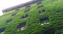 北京 “最美绿房子” 披“绿衣”迎头伏