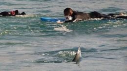 冲浪者手脚并用划水逃离近在咫尺鲨鱼