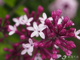 醉人不过丁香花