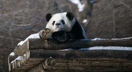 中国最北熊猫馆 明星熊猫雪中撒欢