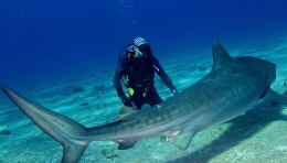 英摄影师海底拍凶猛虎鲨 与其亲密互动