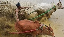 印尼奔牛节单人控双牛母牛失控引暴乱