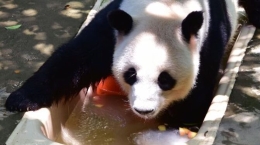 高温天福州大熊猫玩冰解暑