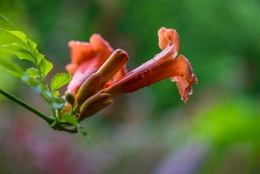 雨后凌霄花