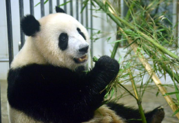 出生马来西亚大熊猫“暖暖”回到四川故乡