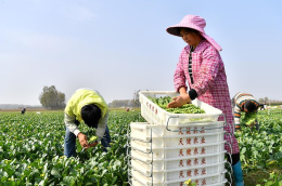 河南平顶山：现代生态循环农业助力乡村振兴