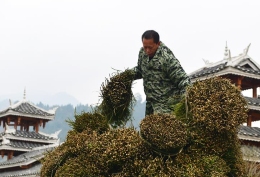 贵州剑河：钩藤中药材市场购销两旺