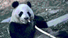 熊猫“华豹”“金宝宝”前往芬兰