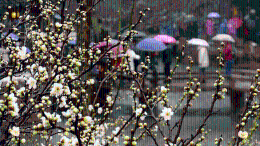雨水润花开