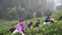 春茶采摘正当时