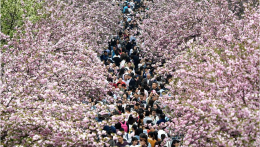 万人涌入中国科大“樱花大道”赏花