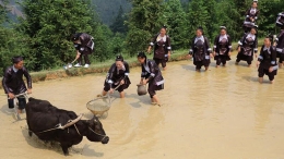 榕江：苗寨开犁节